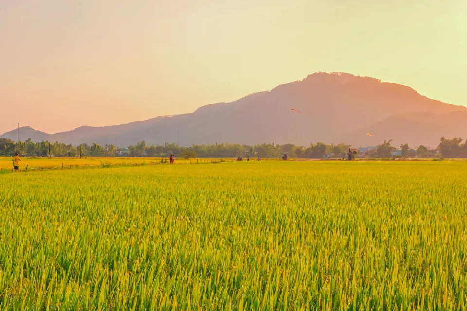 Kho gạo của Đỗ Tấn Quang